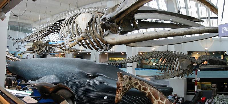 Whale Skeleton 3.jpg